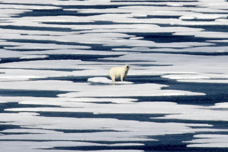A polar bear is seen on an ice floe in a body of water strewn with ice.