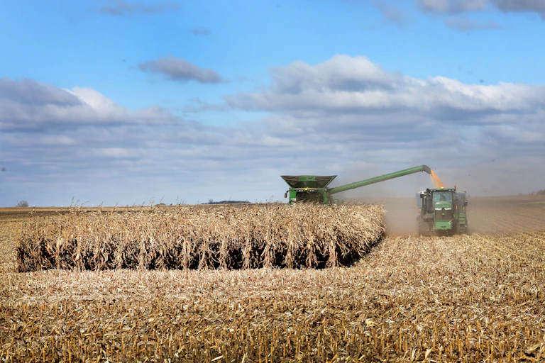 A harvester pipes corn into a truck in a field covered with corn stalks