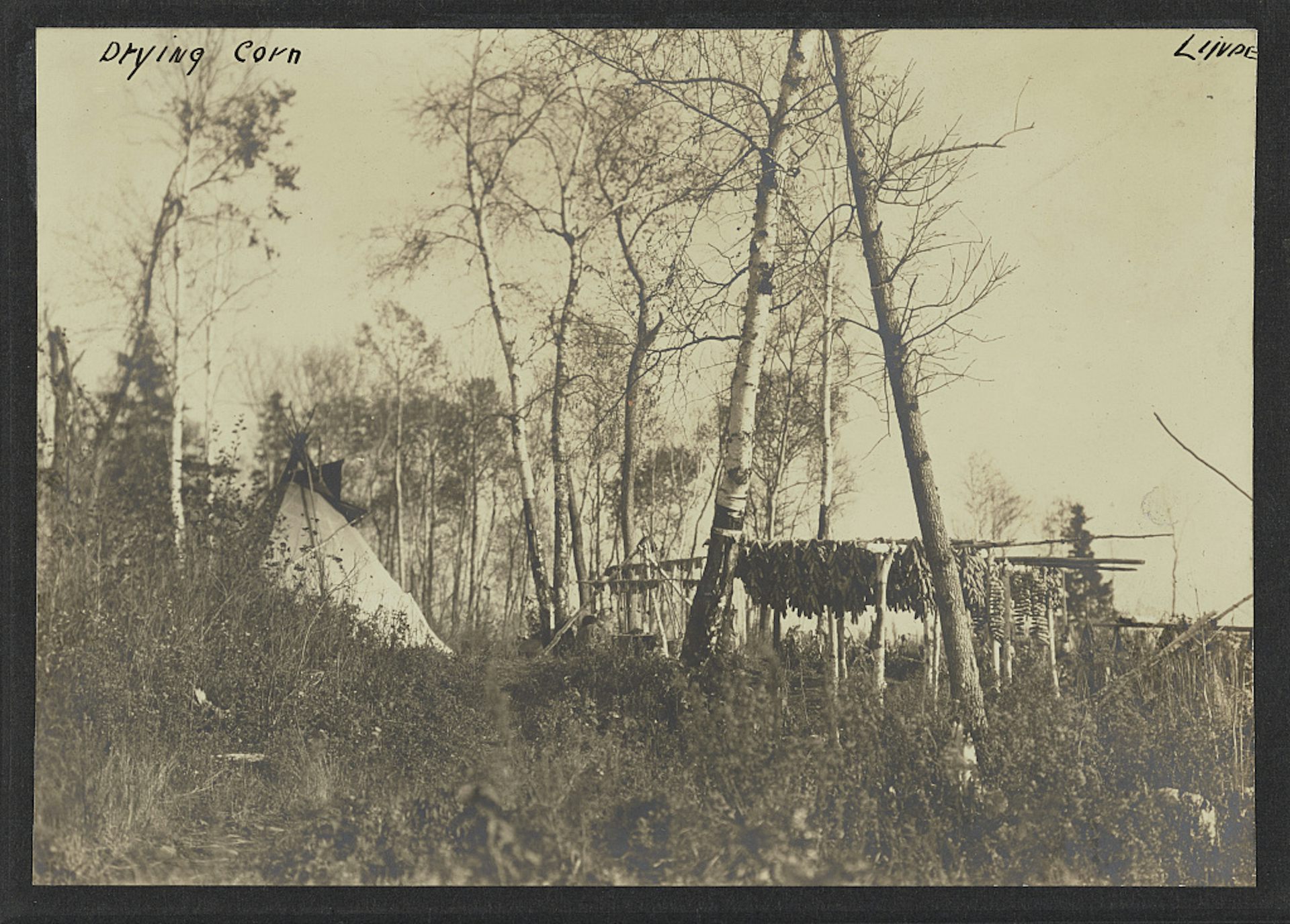 This black and white photos shows a tent and trees and corn drying on a line between two tall trees. 