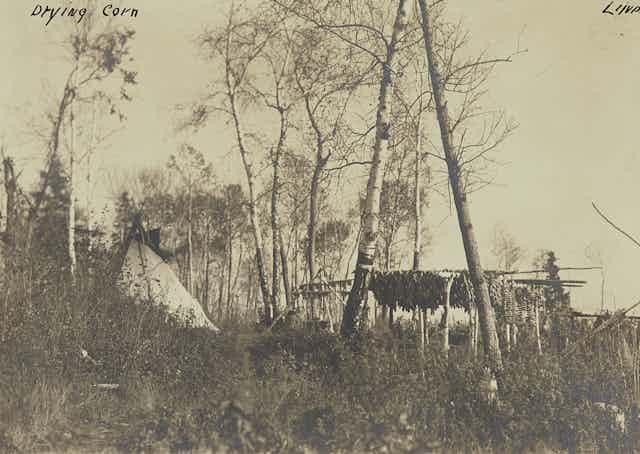 This black and white photos shows a tent and trees and corn drying on a line between two tall trees.