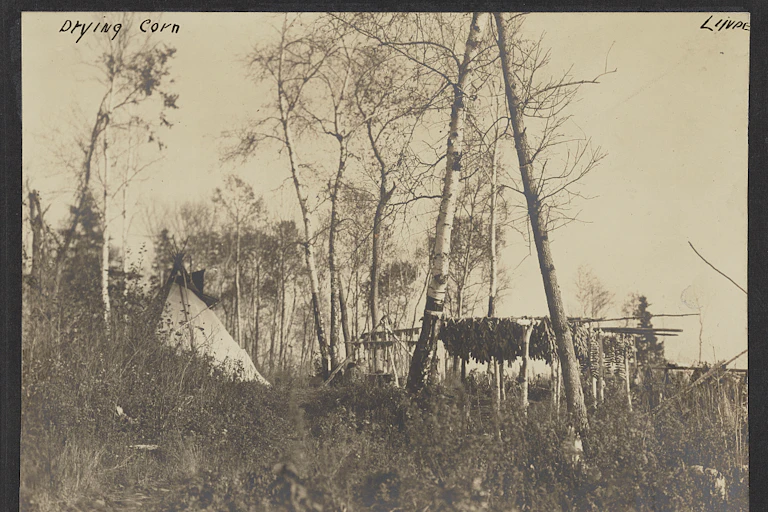 This black and white photos shows a tent and trees and corn drying on a line between two tall trees.