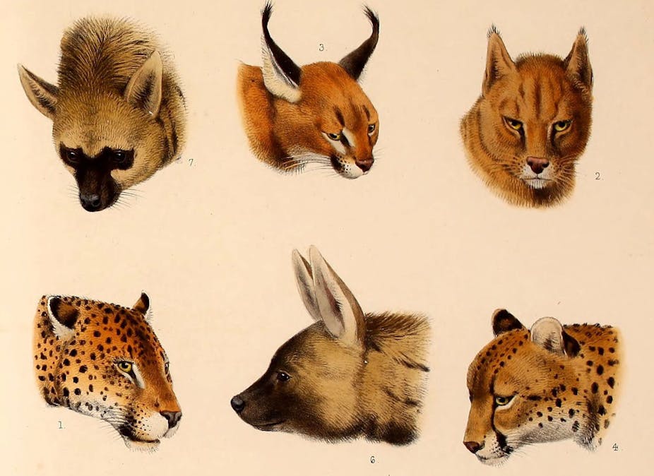 Evolutionary evidence shows it’s time to revise how we classify life on