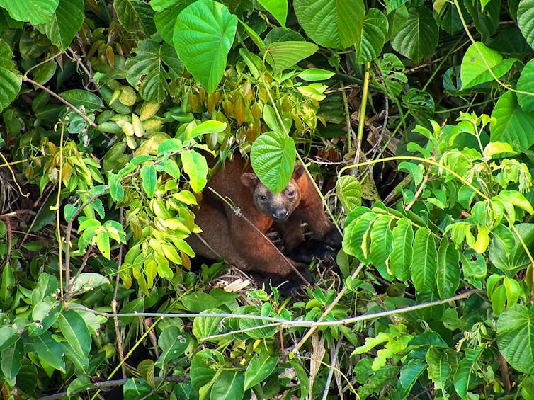 Dense green foliage with a sleepy looking orange animal in the middle.