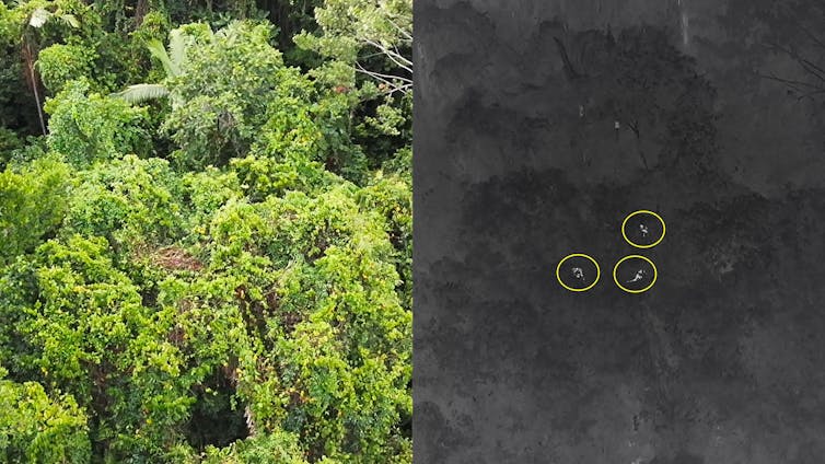 Rare, almost mythical Australian tree kangaroos can finally be studied, thanks to new tech 2 file 20250121 18 v1m20p.jpg?ixlib=rb 4.1 2