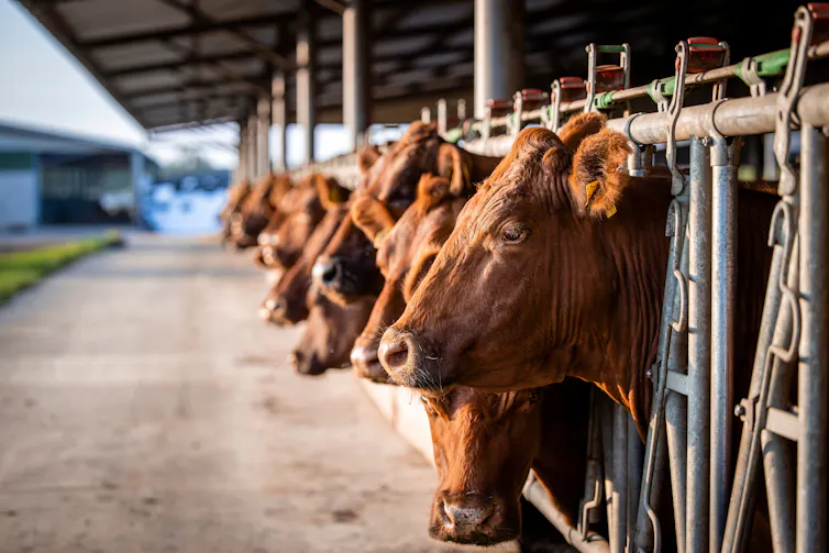 A row of cows on a beef farm.