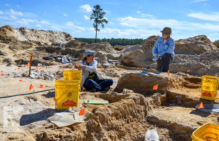Fossil shark enamel are plentiful and will date the previous in a singular method 1 Two paleontologists collect fossils at a coastal site that's been excavated in Florida.