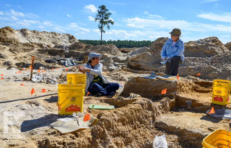 Two paleontologists collect fossils at a coastal site that's been excavated in Florida.