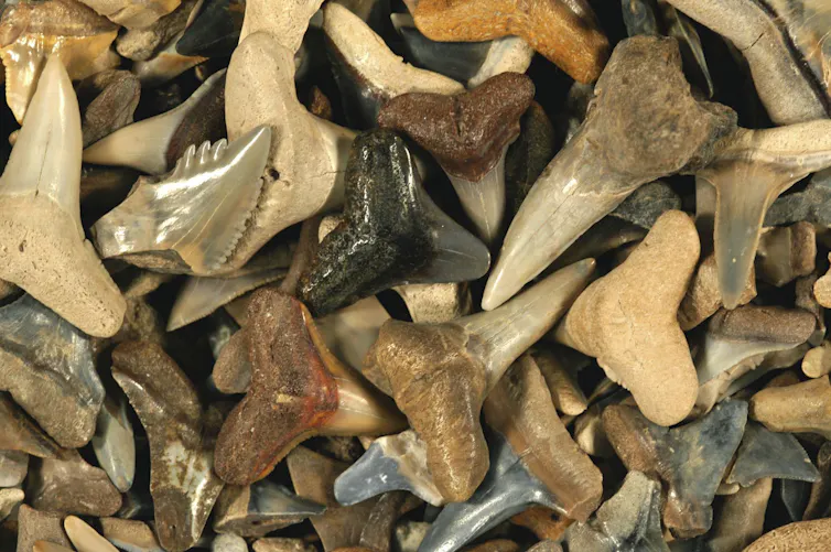 Fossil shark tooth are considerable and might date the previous in a novel manner 1 Hundreds of fossil shark teeth of various colors and sizes are piled on top of each other.