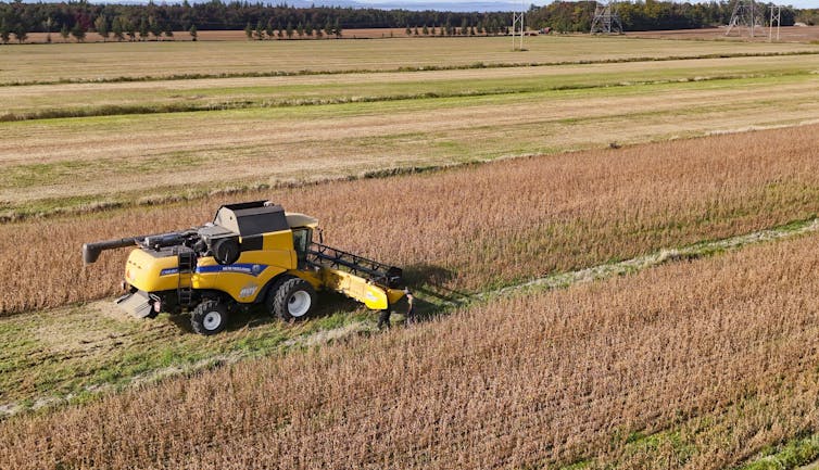 A harvester drives through a field of soy crop