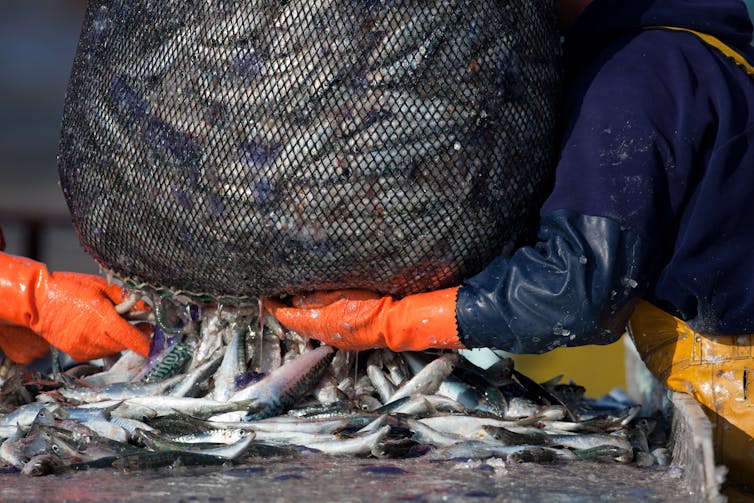 A person wearing rubber gloves supports the bottom of a trawling net full of fish