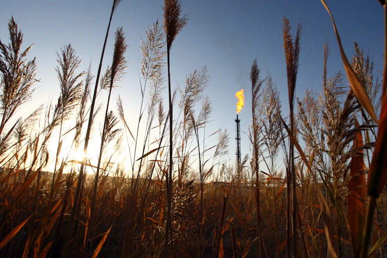 An image of crops growing, with unused gas burning off in a flare bleeder in the background