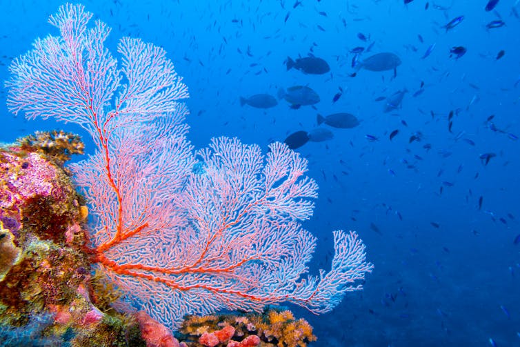 Tropical ref scene with a pink fan coral and fish in the background