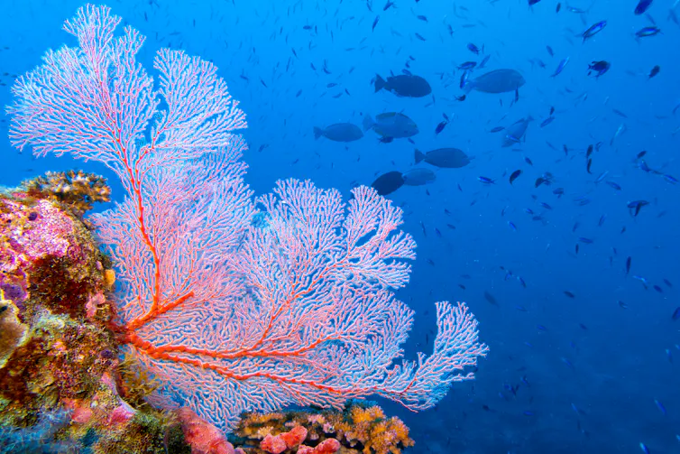 Tropical ref scene with a pink fan coral and fish in the background