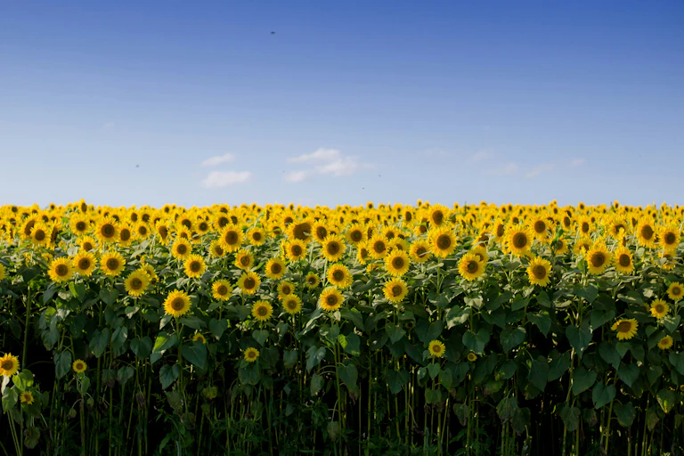 champ de tournesols