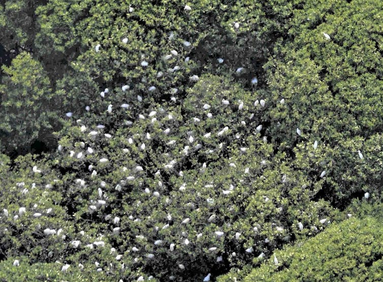 What recovery of Maiotte wooded area, a globally sizzling sizzling position, after Chido Ciclone? 5 file 20250122 15 lmisga.jpg?ixlib=rb 4.1