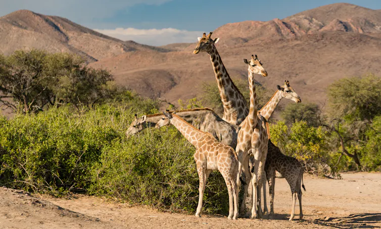 Five giraffes stand so closely together that they appear to be one animal, grazing from green bushes