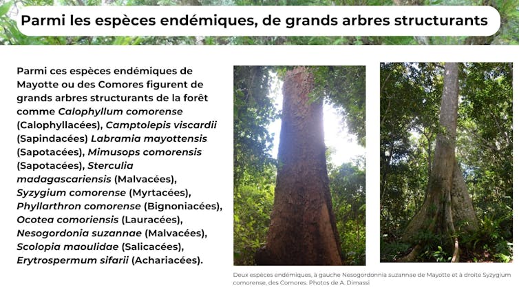 What recovery of Maiotte wooded area, a globally sizzling sizzling position, after Chido Ciclone? 1 file 20250122 17 831xxh.jpg?ixlib=rb 4.1