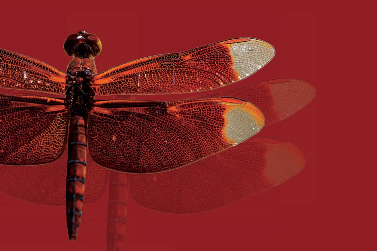 An illustration, in shades of red, of a dragonfly, relocated to form a shadow.