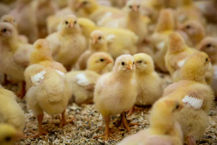 Flock of chicks