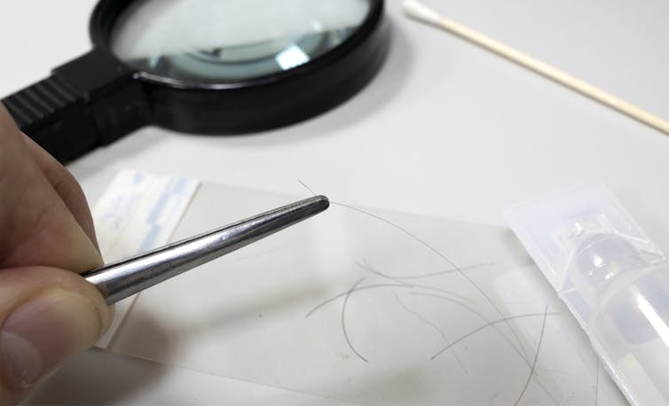 Human hair up close handled with tweezers and a magnifying glass.