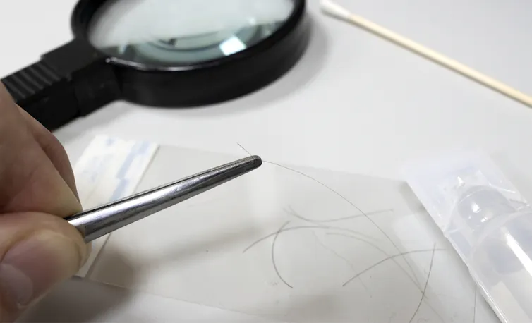 Human hair up close handled with tweezers and a magnifying glass.