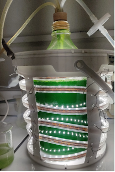 Microalgae for human meals: How higher to supply them 1 file 20250123 15 k4kjyn.png?ixlib=rb 4.1