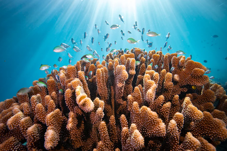 A staghorn coral with fish swimming above and light shining down.