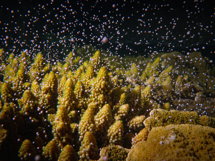Yellow coral at night surrounded by small, pink globules.