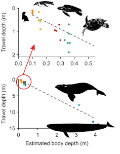 A figure showing the swim depths of different marine animals