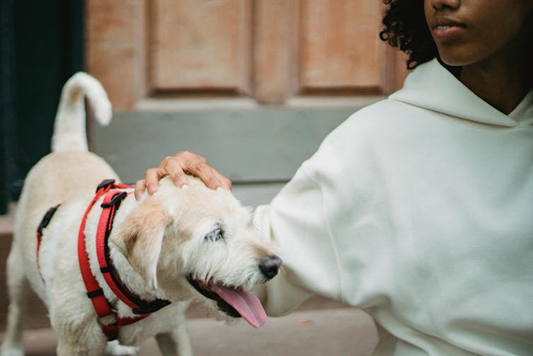 A young woman pats a small, happy dog.