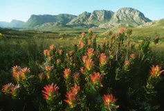 A mountain in the background with coral coloured pagoda flowers in front