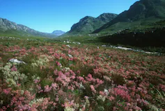 A carpet of flowery shrubs across the foot of a mountain, all in different shades of pink