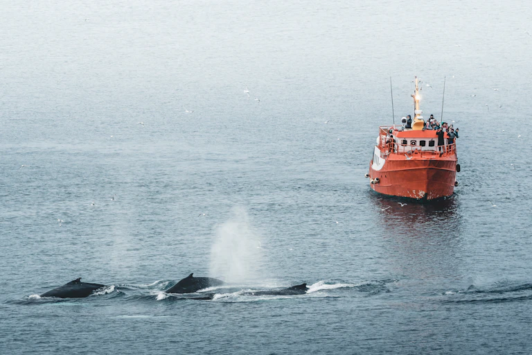 baleines a bosse devant un navire