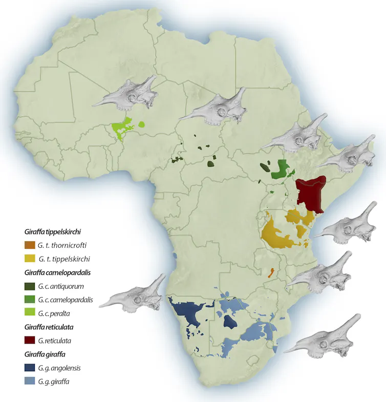 Um mapa do continente africano com áreas marcadas em azul, vermelho, verde e amarelo para mostrar a área de distribuição de diferentes espécies de girafas