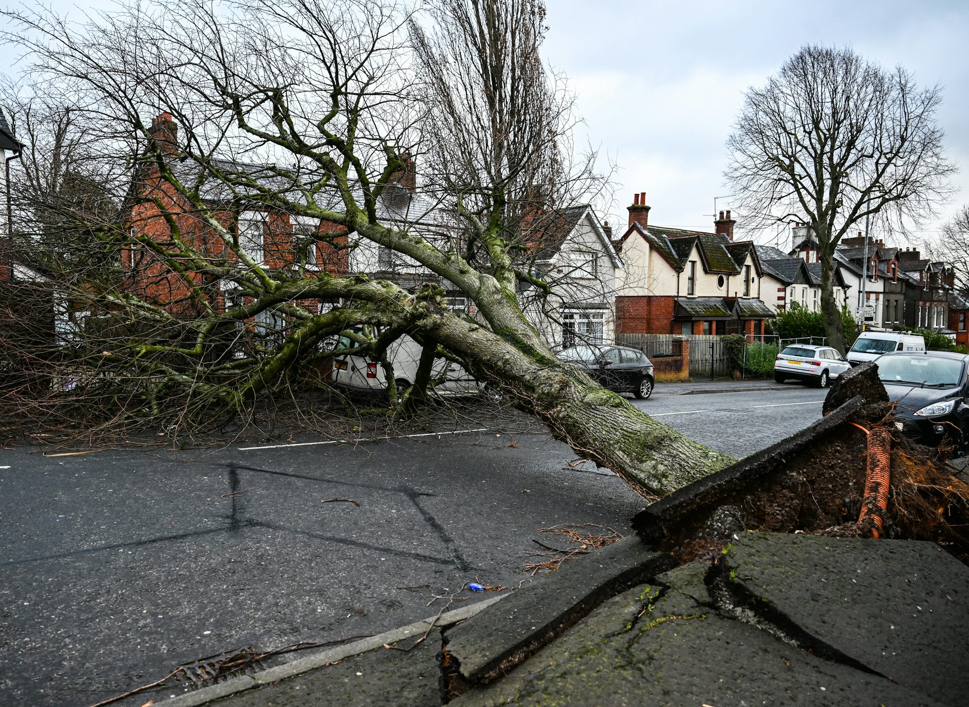 A residential street with an uprooted tree.