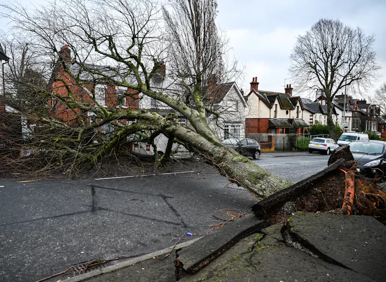 A residential street with an uprooted tree.
