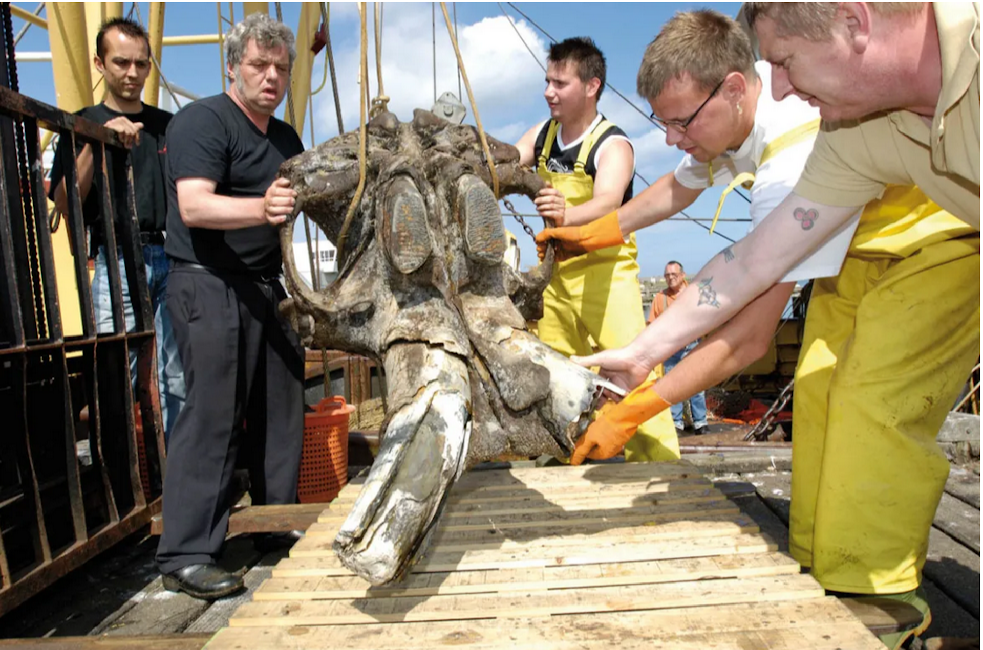 Restos de mamuts y leones en las redes de pesca: ¡bienvenidos a Doggerland!