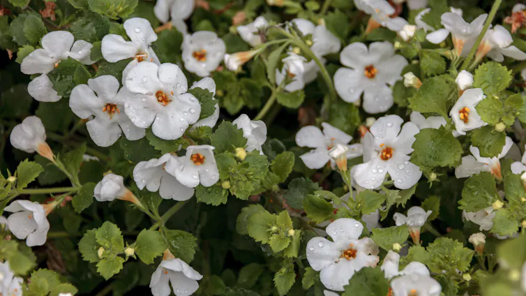 Flowering bacopa.
