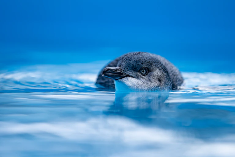 A little penguin popping its head above the surface of the water.