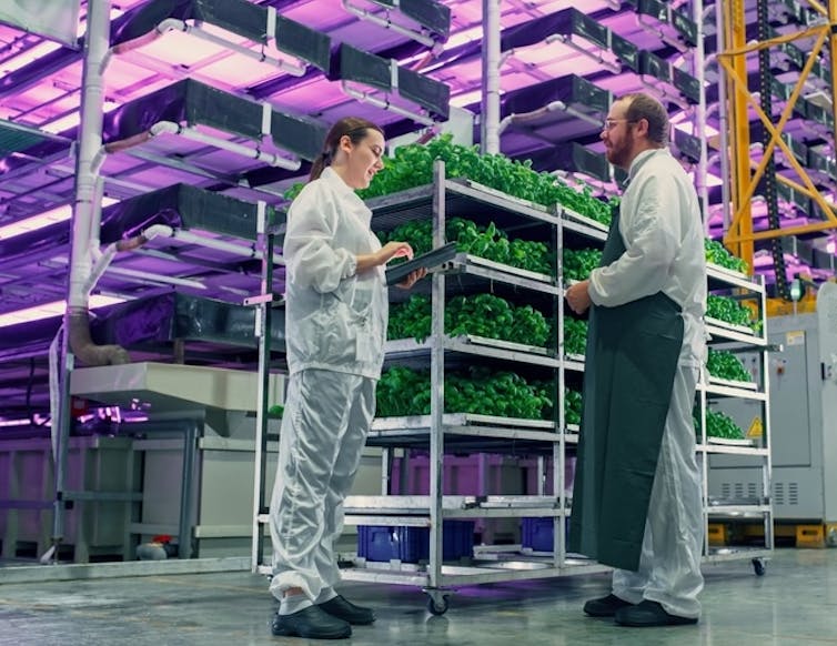 Two scientists talking shop at a vertical farm