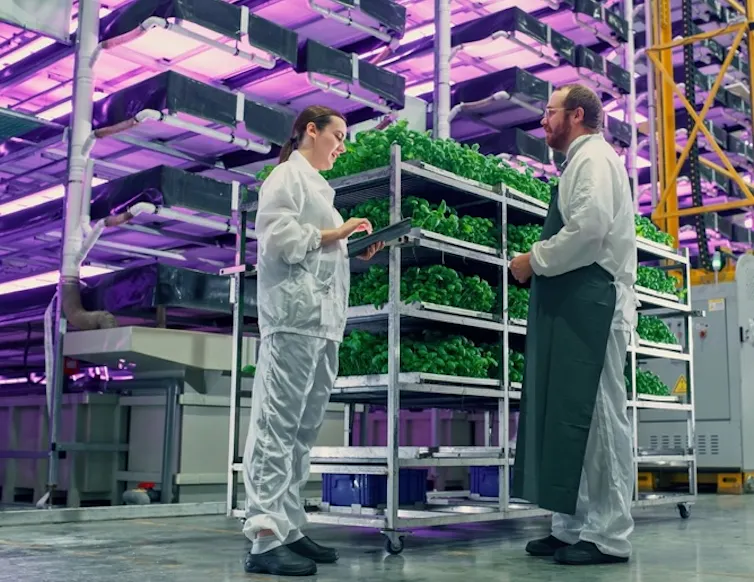 Two scientists talking shop at a vertical farm