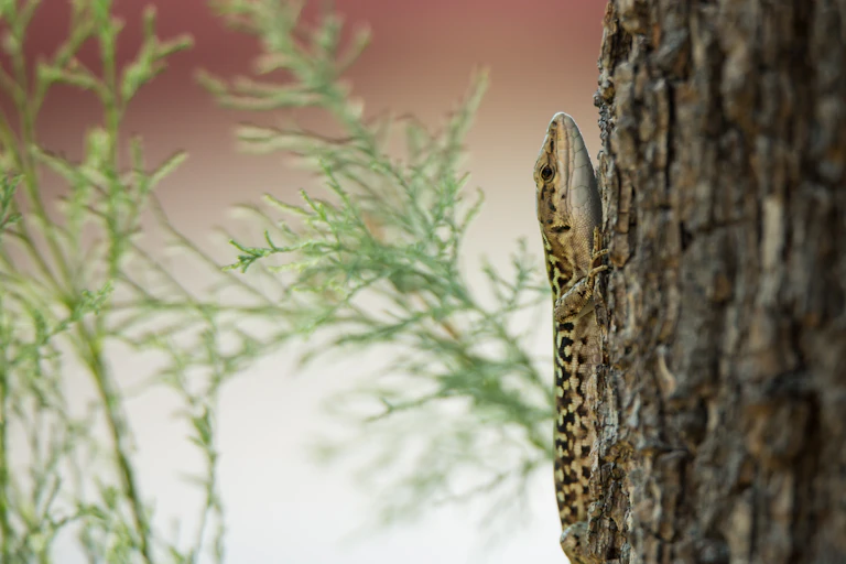 Lizard on tree