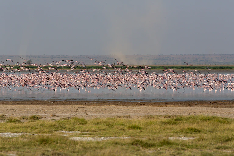 Hundreds of flamingos take flight over a lake