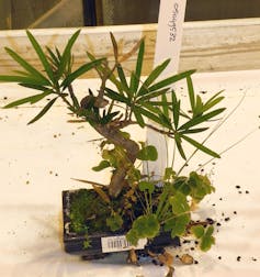 The worldwide plant industry is spreading invasive species to Europe 2 Small tree with lots of other plants growing in its pot