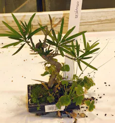 Small tree with lots of other plants growing in its pot