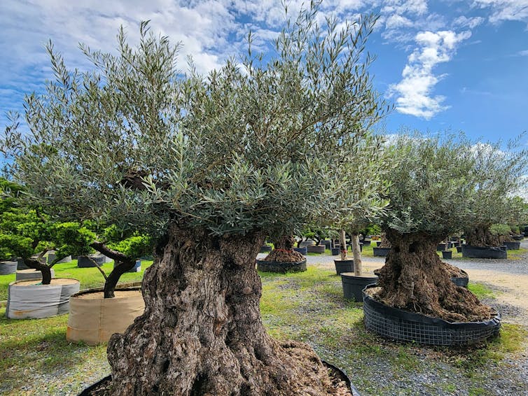 Old olive trees in pots