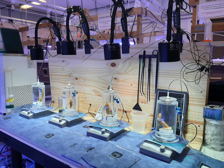 Glass containers containing coral fragments under lamps.