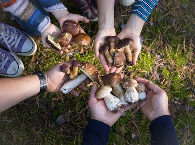 Close up of four pairs of hands holding foraged mushrooms