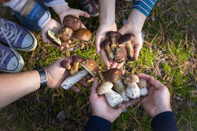 Close up of four pairs of hands holding foraged mushrooms