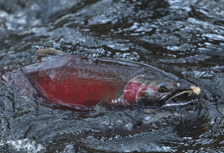 A male coho salmon with red gills emerges from a creek